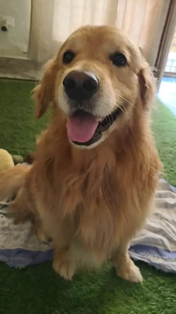 Oliver after grooming — clean and happy